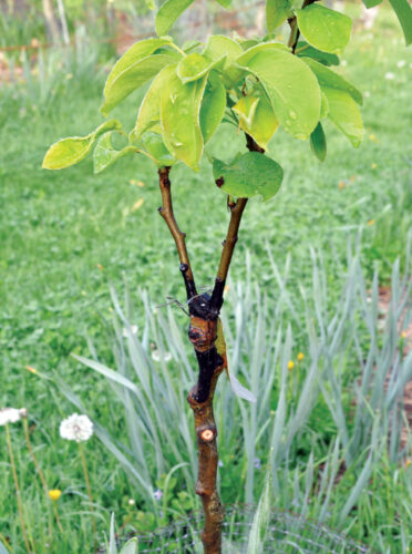 Trees That Grow Multiple Fruits: Why Graft Trees and How – Mother Earth ...